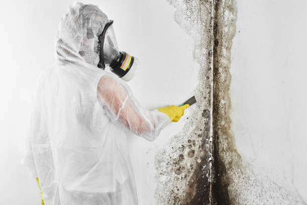 Best Mold Damage Repair  in Lexington, OH