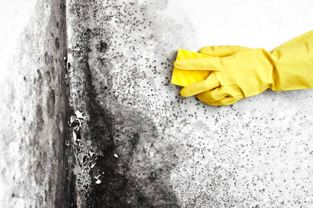 Office Mold Removal Services in Lexington, OH