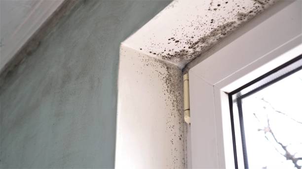 Best Attic Mold Removal  in Lexington, OH