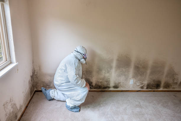 Best Affordable Mold Removal  in Lexington, OH