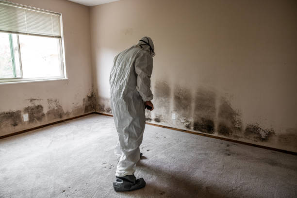 Mold Testing and Removal in Lexington, OH